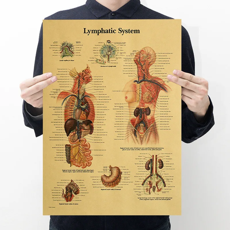 51x35 см каркас тела структура мозга нервный плакат Декор медицинской комнаты