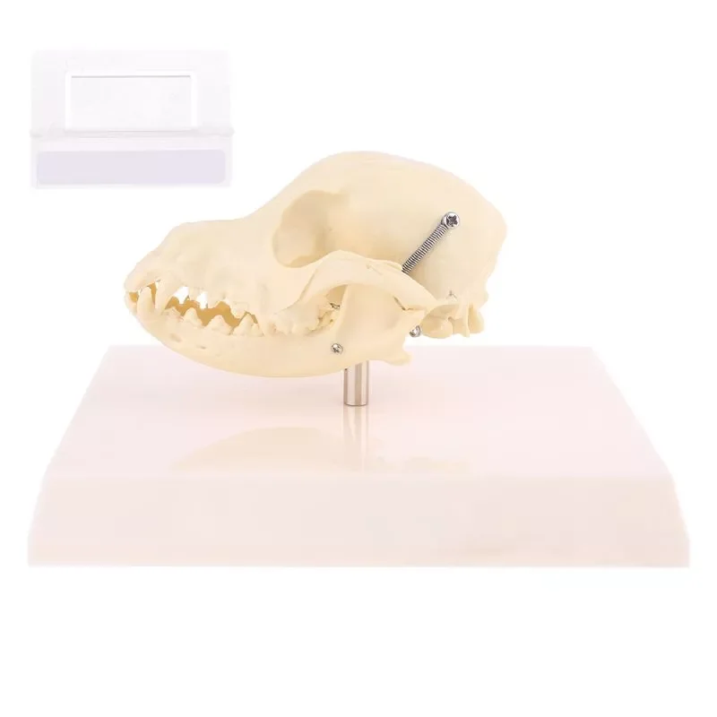 

Canine Dog Skull Model Anatomy Skeleton Veterinary Specimen Teaching Display