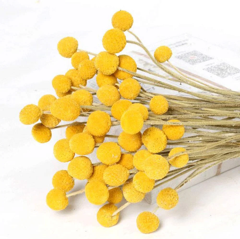 

Сухие цветы Craspedia, желтые, 10-30 шт