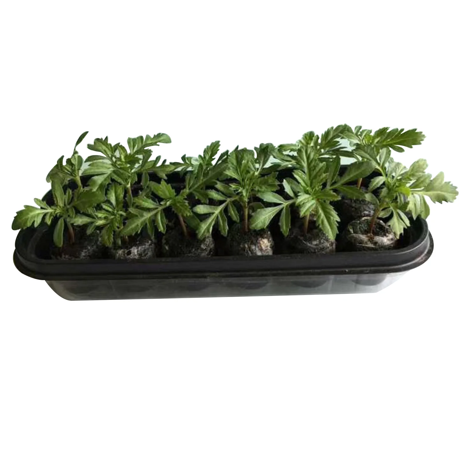 

Seed Starter Tray Seed Starter Kit Mini Greenhouse Germination Kit For Seeds Growing Starting Seedling Tray With 12 30mm Peat