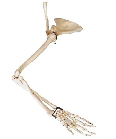 Медицинский анатомический симулятор рука лопатка модель ключицы медицинский