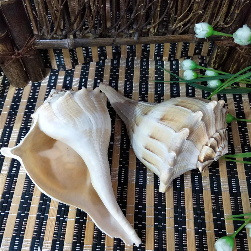 

Natural Large Conch Shell Spin Snail Sacrifice Weapon Buddha Gift Souvenir Mediterranean Succulent Plants Specimens Decoration