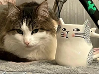 Кото-кружечка#0