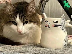 Кото-кружечка