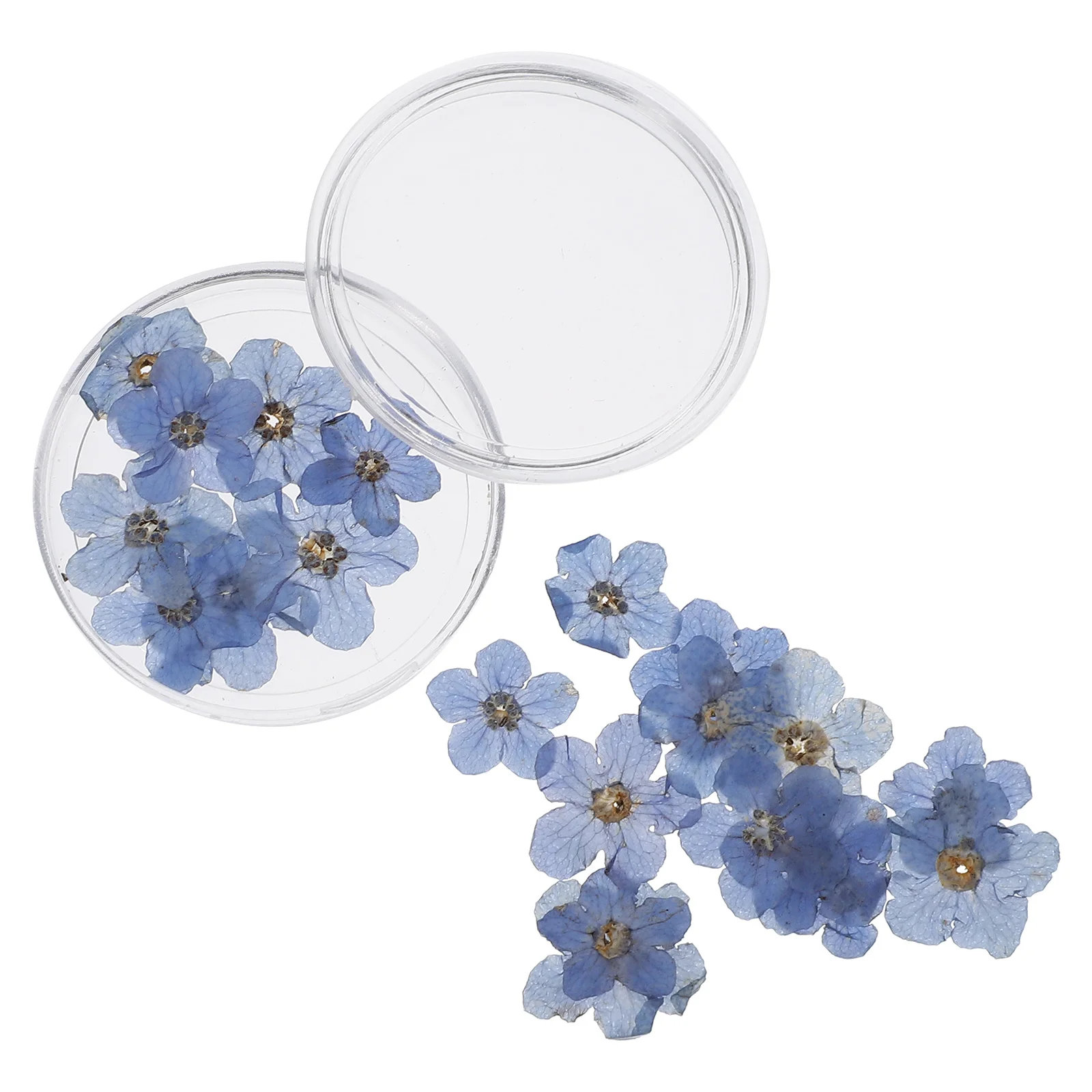 

Forget-me-not Flower Head Nail Decorations Materials DIY Dried Scrapbook Flowers Baby