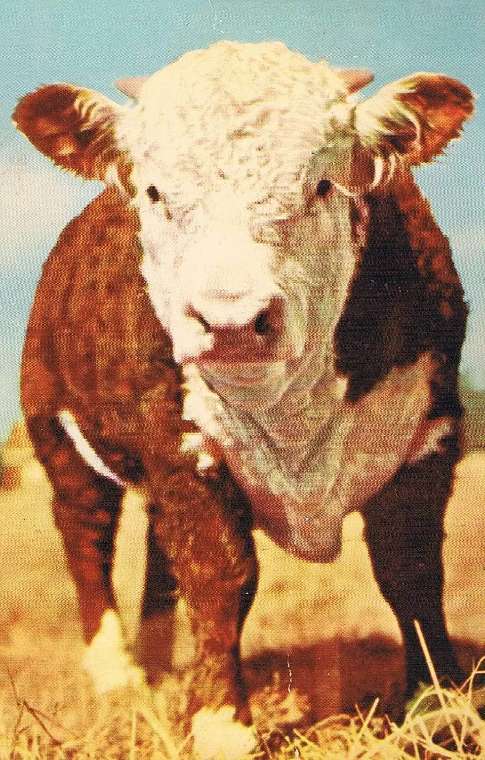 

3d пазл Young Bull для взрослых, Обучающие деревянные игрушки, головоломки