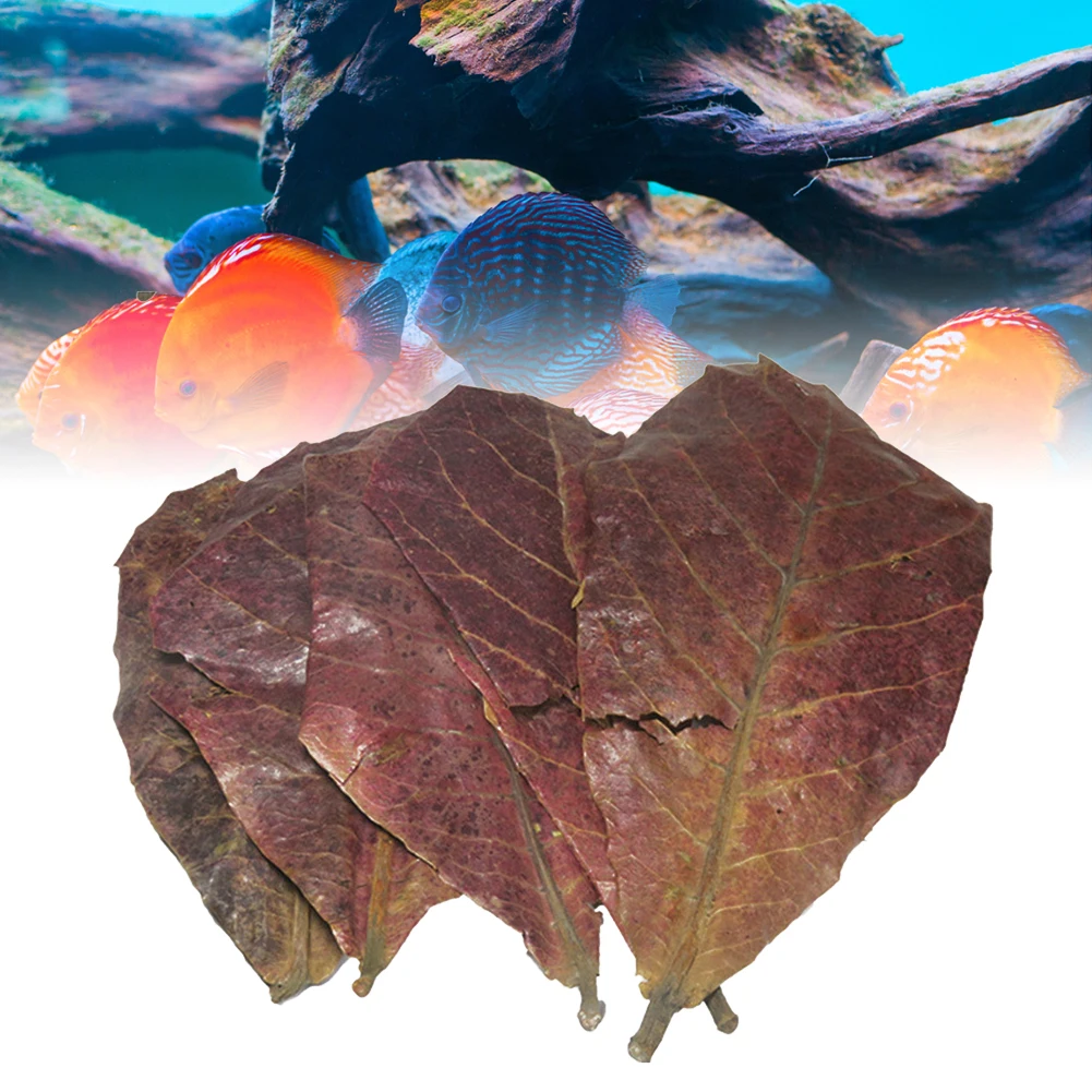 

50pcs Terminalia Catappa Leaves Aquarium Decoration Fish Tank Cleaning Tools Water Treatment Almond Leaf Fish Balance PH Acidity