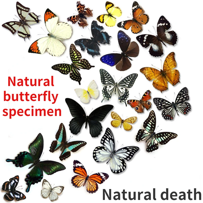 

DIY teaching materials for natural specimens, real butterflies, insect winging biology decoration home fairy garden desk dec