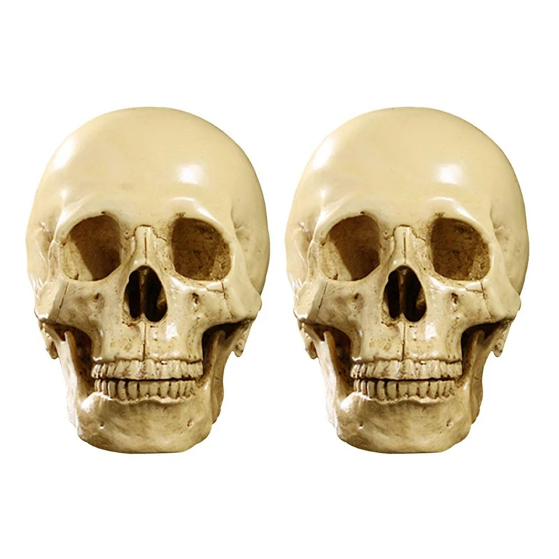 

BEST2X Model 1: 1 Resin Human Skull Anatomical Teaching Decoration Yellow