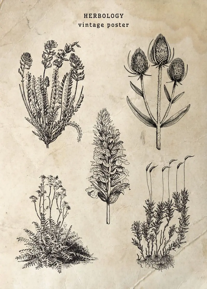 

Винтажные ботанические иллюстрации на холсте