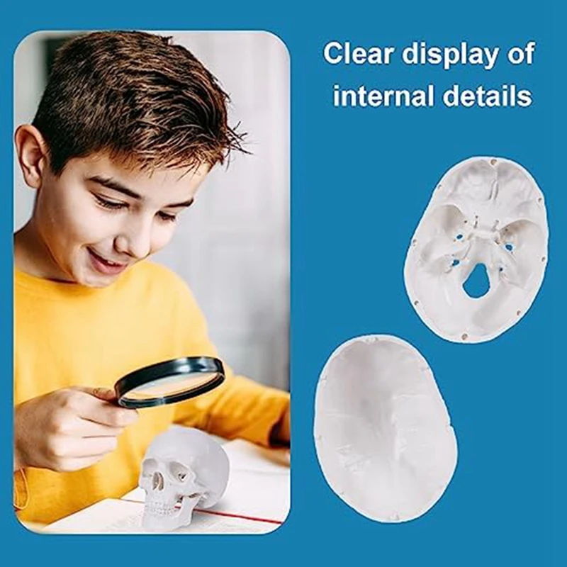 Mini model ludzkiej czaszki 3-częściowy anatomiczny ze zdejmowaną czapką z czaszką i przegubową trwałą żuchwy