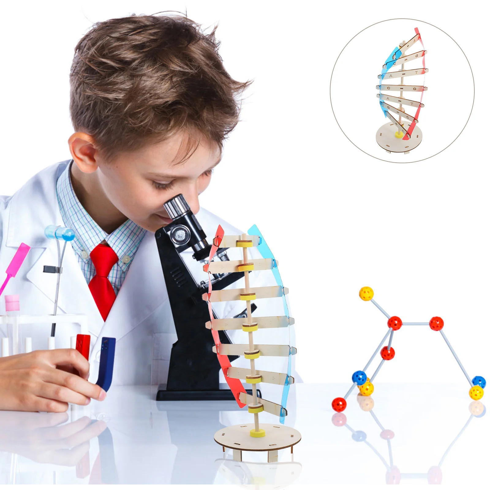 

Small Production Components Dna Science Model Teaching Aids Scientific Molecular Science Plaything DNA Kid Toys