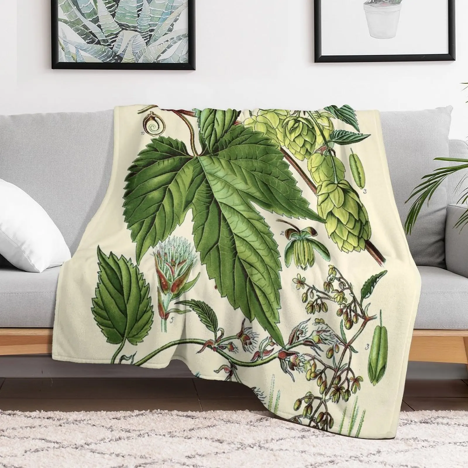 Humulus lupulus (обычный хоп или хмель)-винтажное растительное иллюстрационное