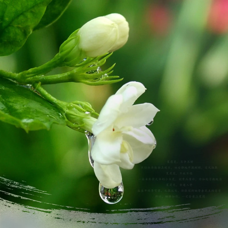 Палочки GR 120/60 из Индии для медитации благовония жасмин цветочные растения аромат