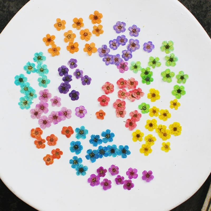 

100pcs Pressed Dried Dye Narcissus Plum Blossom Flower For Epoxy Resin Jewelry Making Nail Art Bookmark Phone Case Craft DIY