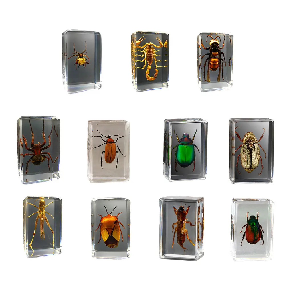 

Transparent Small Ornament For Visual Observation Of Insects Scorpion Spider Wasp Beetles Specimen