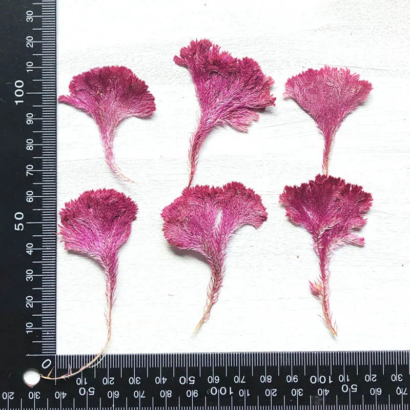 60шт Сушеных Раздавленных Темно-Розовых Натуральных Растений Celosia Cristata Для Изготовления Украшений, Открыток, Чехлов Для Телефона, Фоторамок, Закладок и Творчества.