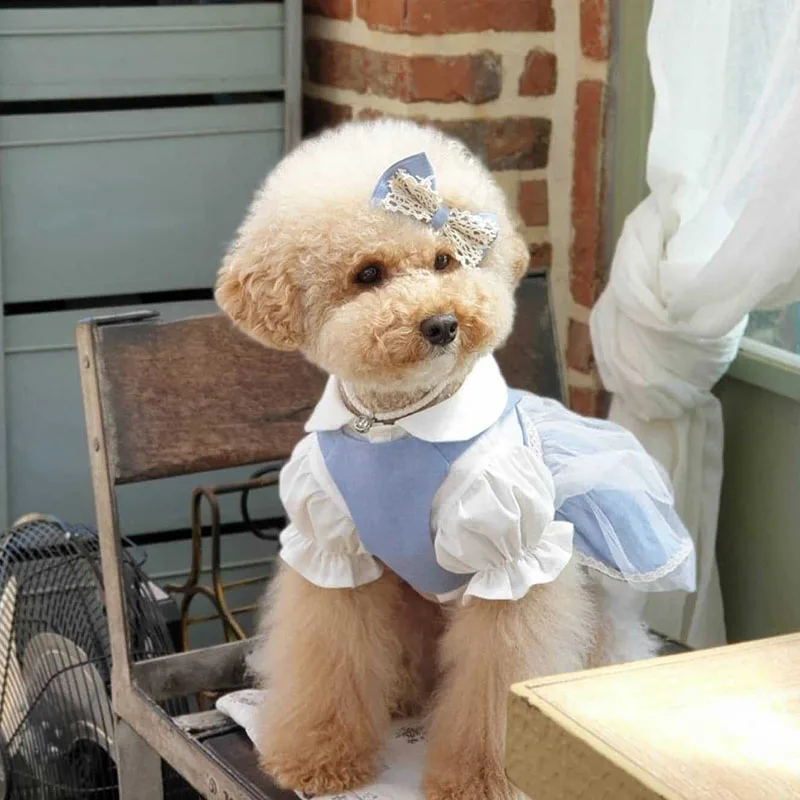 

Ins Summer Dog Clothes Set Cotton White Shirt Blue Gauze Skirt Pet Cat Suspender Skirt Two-Piece Small Dog Clothes