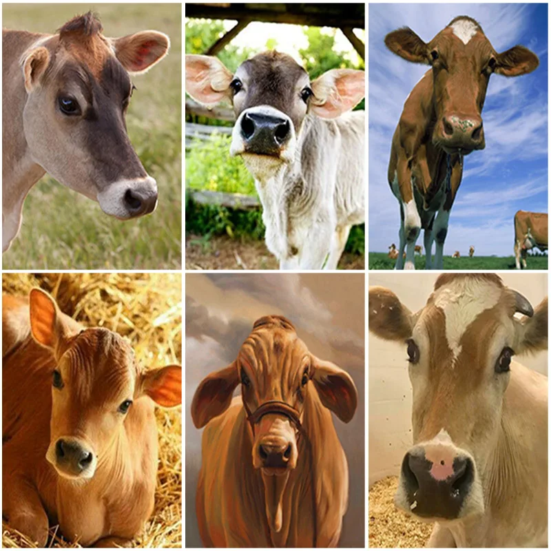 

5D алмазная живопись "сделай сам", ранчо, животное, корова стразы, Набор для вышивки крестиком, ручная работа, как домашнее настенное украшени...