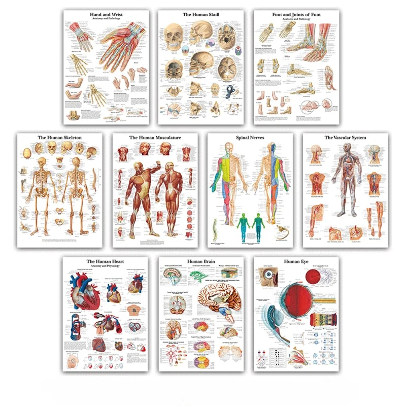 Картина на холсте с изображением человеческого анатомии тела органных костей