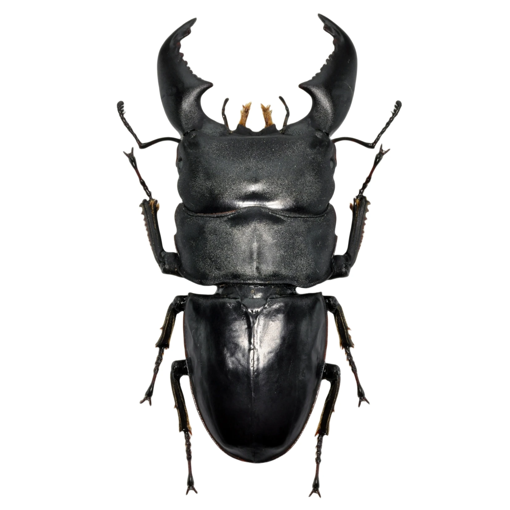 

Serrognathus Titanus Yasuokai резиновая модель насекомое фигурка животного магнитное украшение на холодильник игрушки для взрослых и детей подарок безделушки