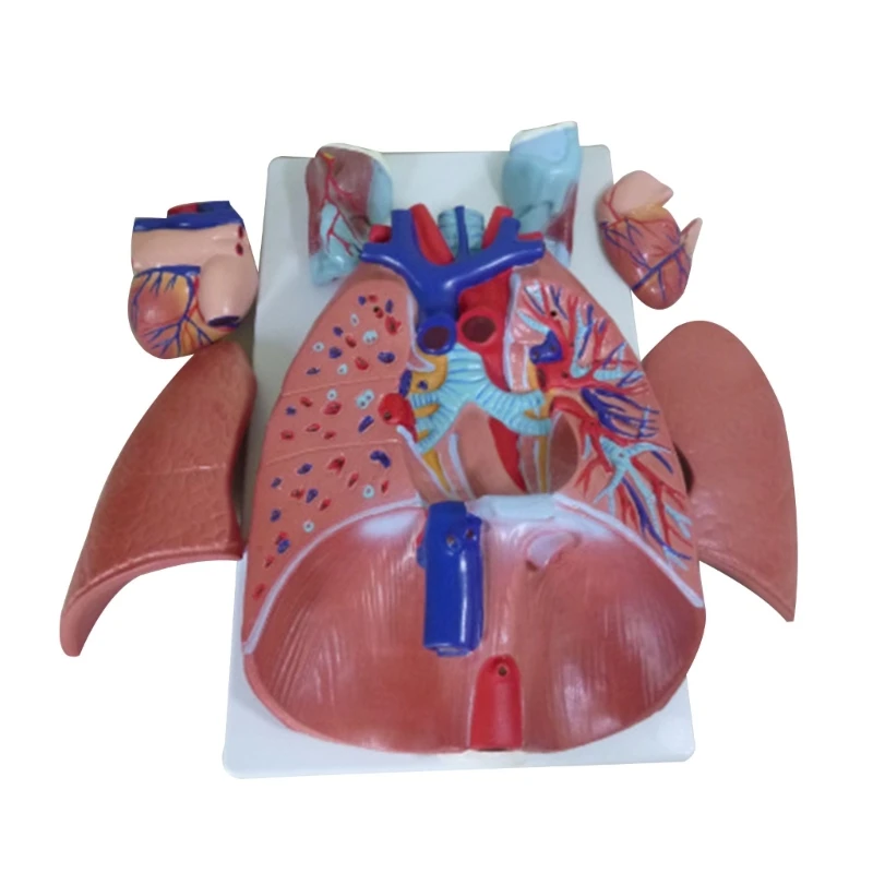 

Human Heart Lung Throat Cardiopulmonary Model Detachable Bronchial Anatomy Model 45BA
