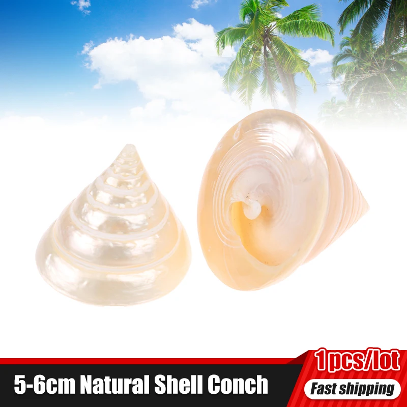

5-6cm Natural Fluorescent Tower Snail Aquarium Landscape Seashells DIY Mini Conch Wall Decoration Natural Conch Shells