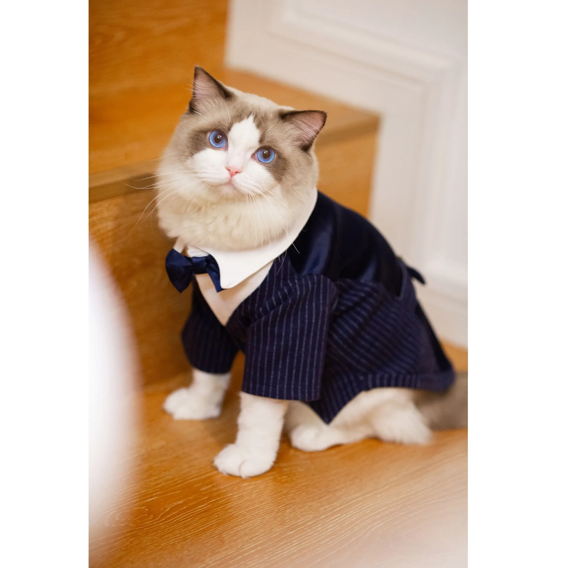 

Cat clothes Teddy bear and other small dog suit dress dog dress wedding dress puppy clothes