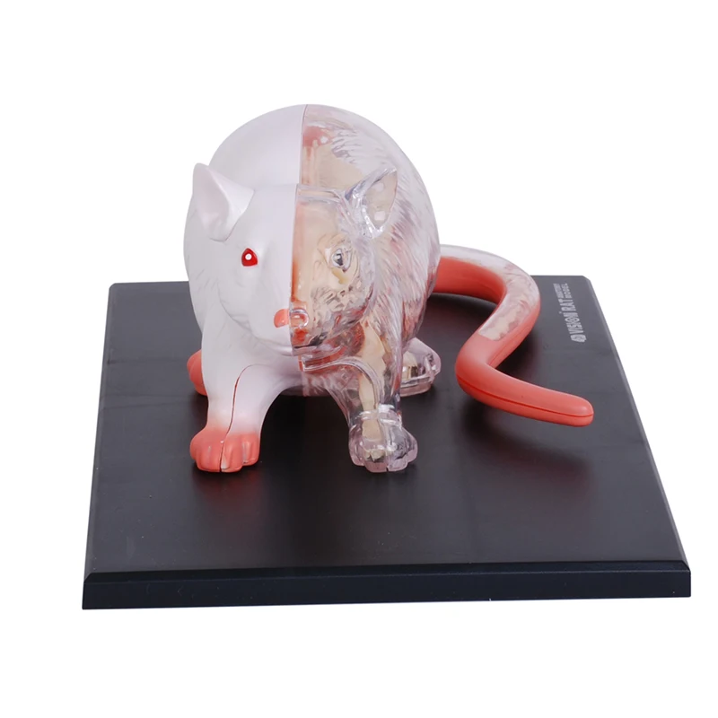 

1 шт. 4D видение, белая мышь, животное, модель, лабораторное образование, научное оборудование, Master орган, анатомия