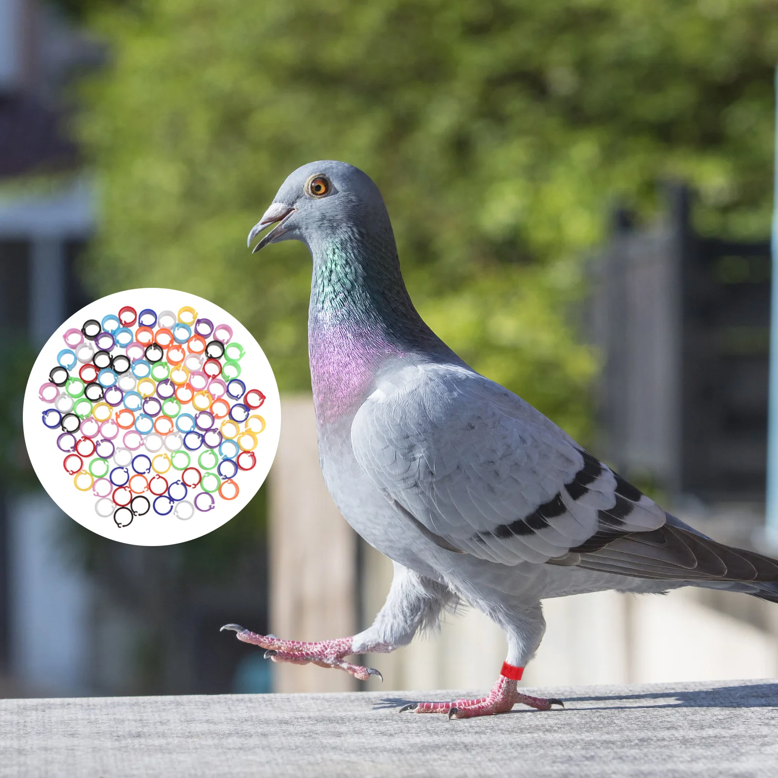 

100 Pcs Stacking Toy Pigeons Foot Rings Chicken Bands Leg Drumstick Poultry Leg Bands Chicken Leg Bands