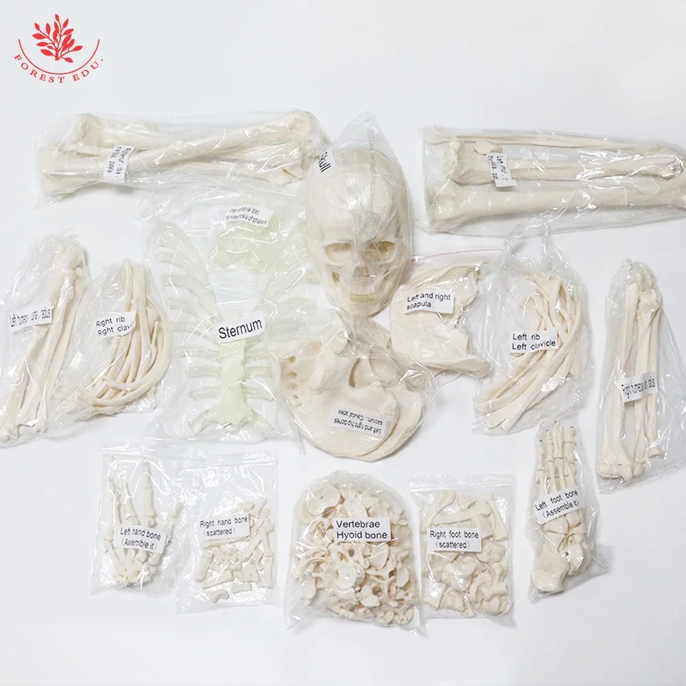 

Модель костного скелета, 170 см, Сочлененная, в натуральную величину