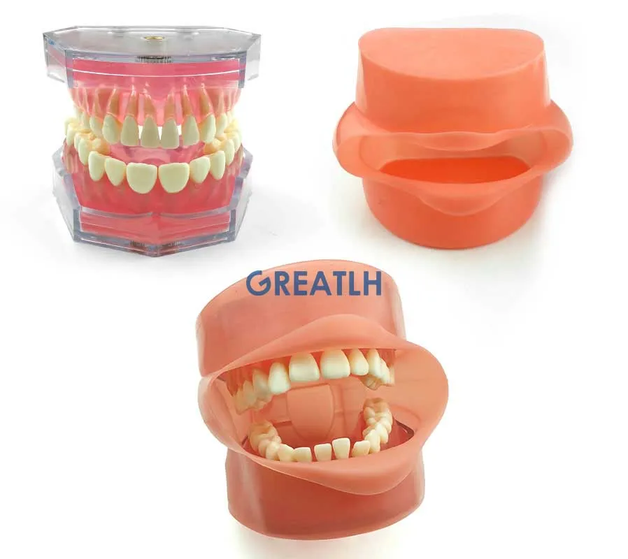 Dental Materials Soft Gum Adult Typodont Model Removable Teeth Detached Upper and Lower Jaw Model for Dentist Studying