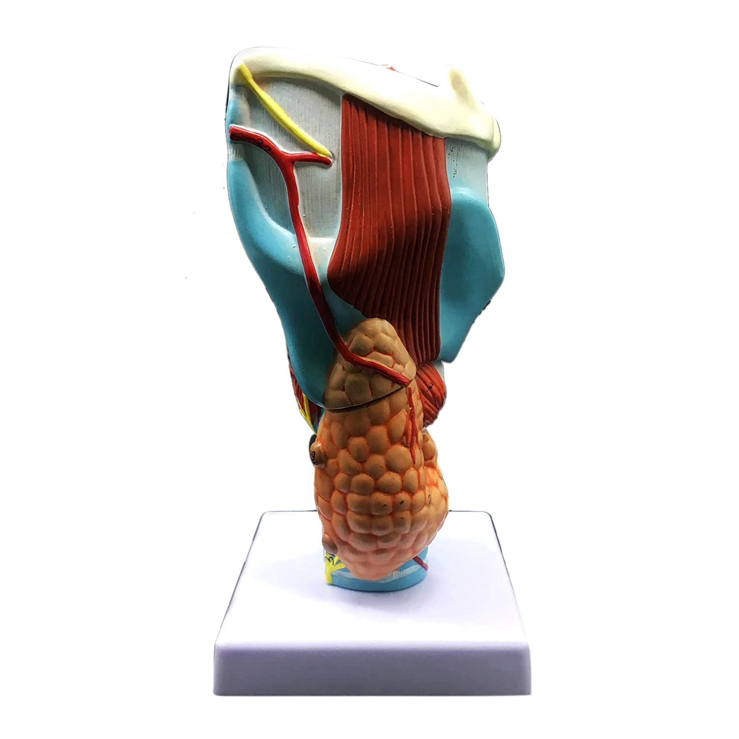 

2X Enlarged Human Throat Model, Anatomically Accurate Throat Model Human Throat Anatomy