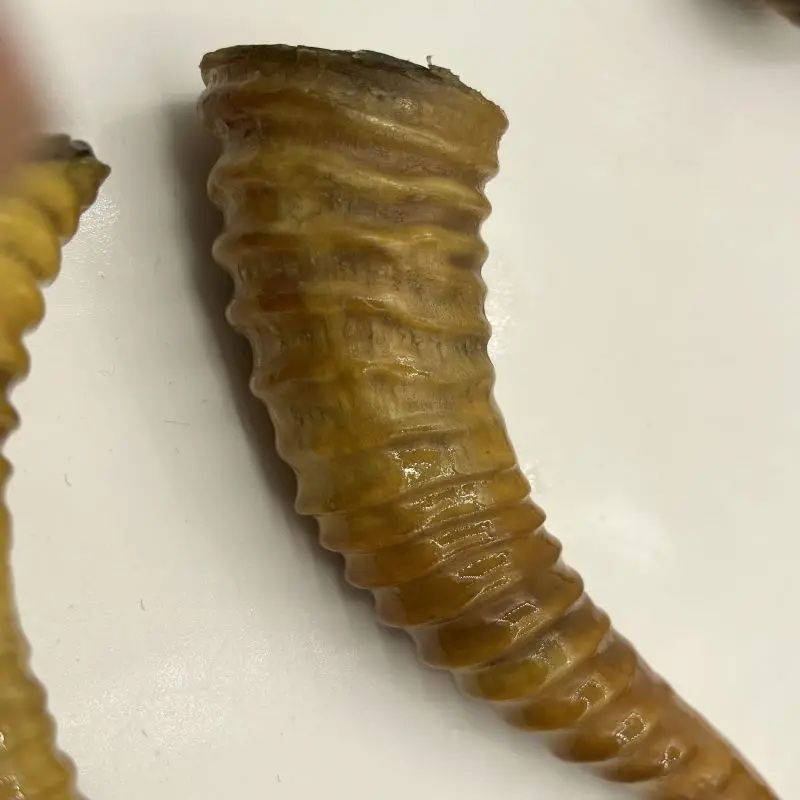 A Pair Tibetan Male Antelopes Horn Sharp Collection Decoration Play With Old Objects False One Compensation Ten!