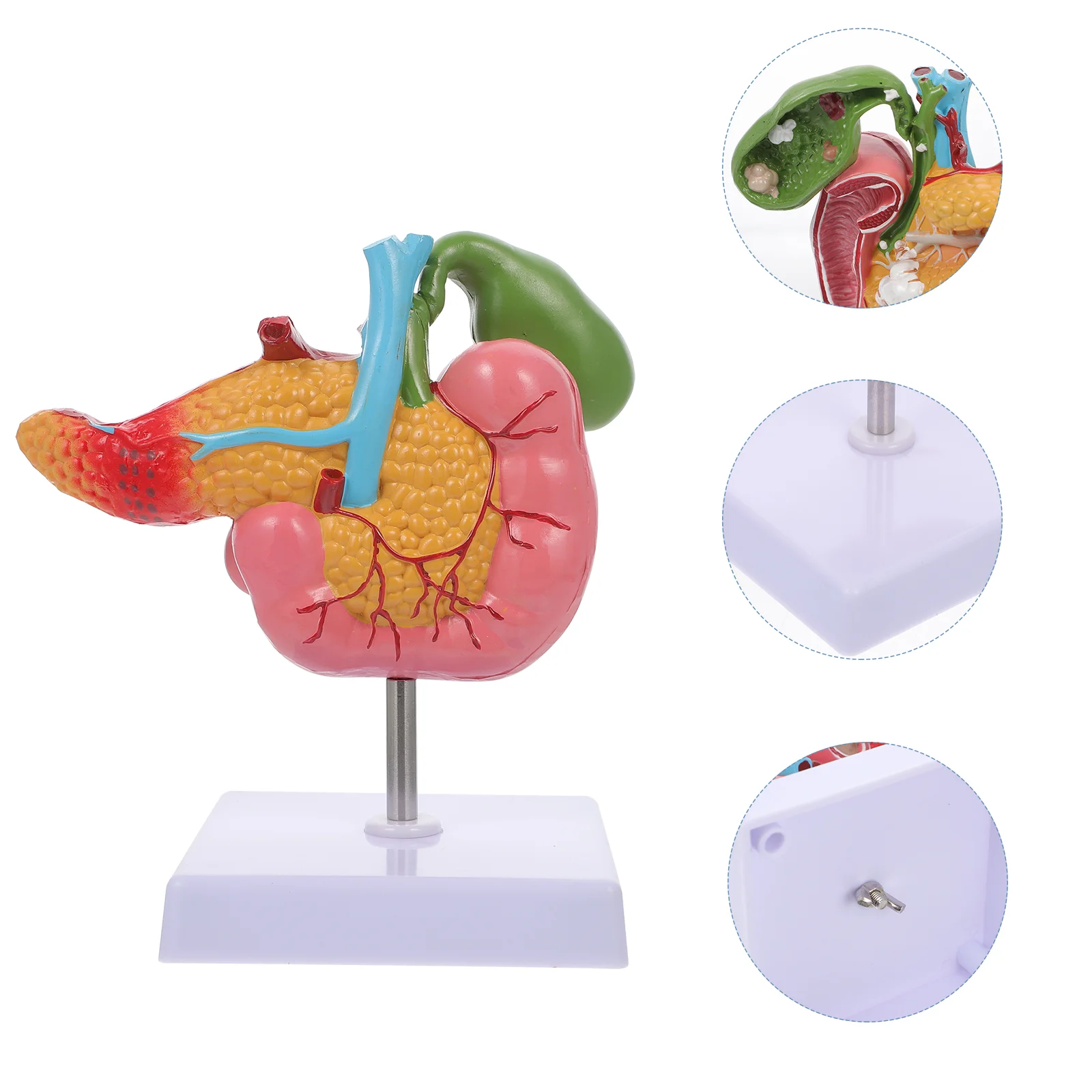 

Патологическая модель желчного пузыря, поджелудочной железы, поджелудочной железы, дуоденовой Lesion, биологический обучающий инструмент, материал швов