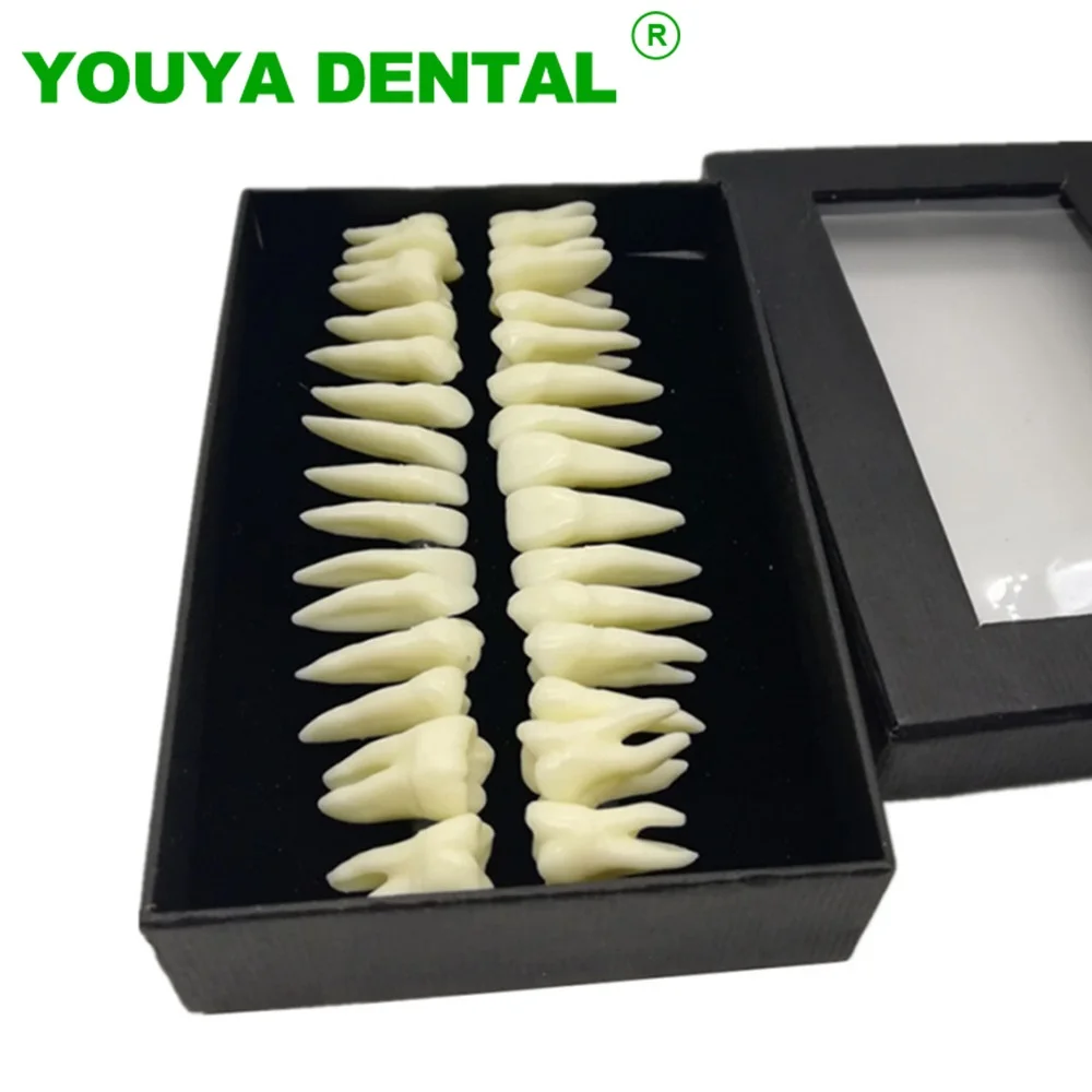 

28pcs Dental Teeth Model Full Mouth Tooth Model Monochrome Resin Permanent Tooth Models With Root For Dentistry Study Teaching