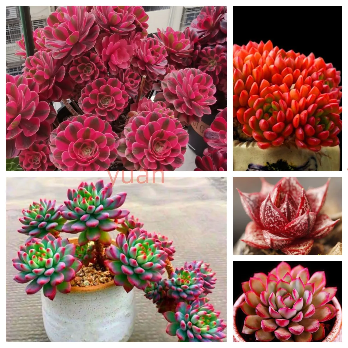 

50 шт./упаковка, семена Echeveria