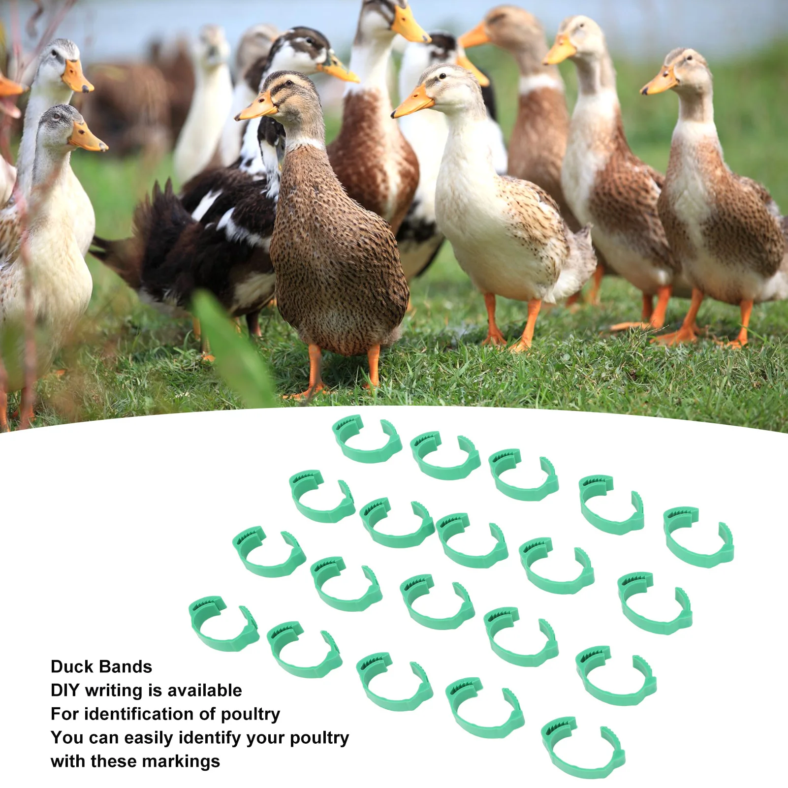 

100pcs Chicken Identification Leg Bands Adjustable DIY Clip On Duck Bands For Geese Pigeons Green