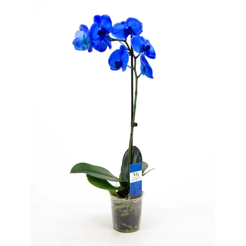 Орхидея фаленопсис 1 ствол 12 дм цвет синий (крашеный), комнатное растение