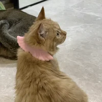 Ошейник с крыльями #5