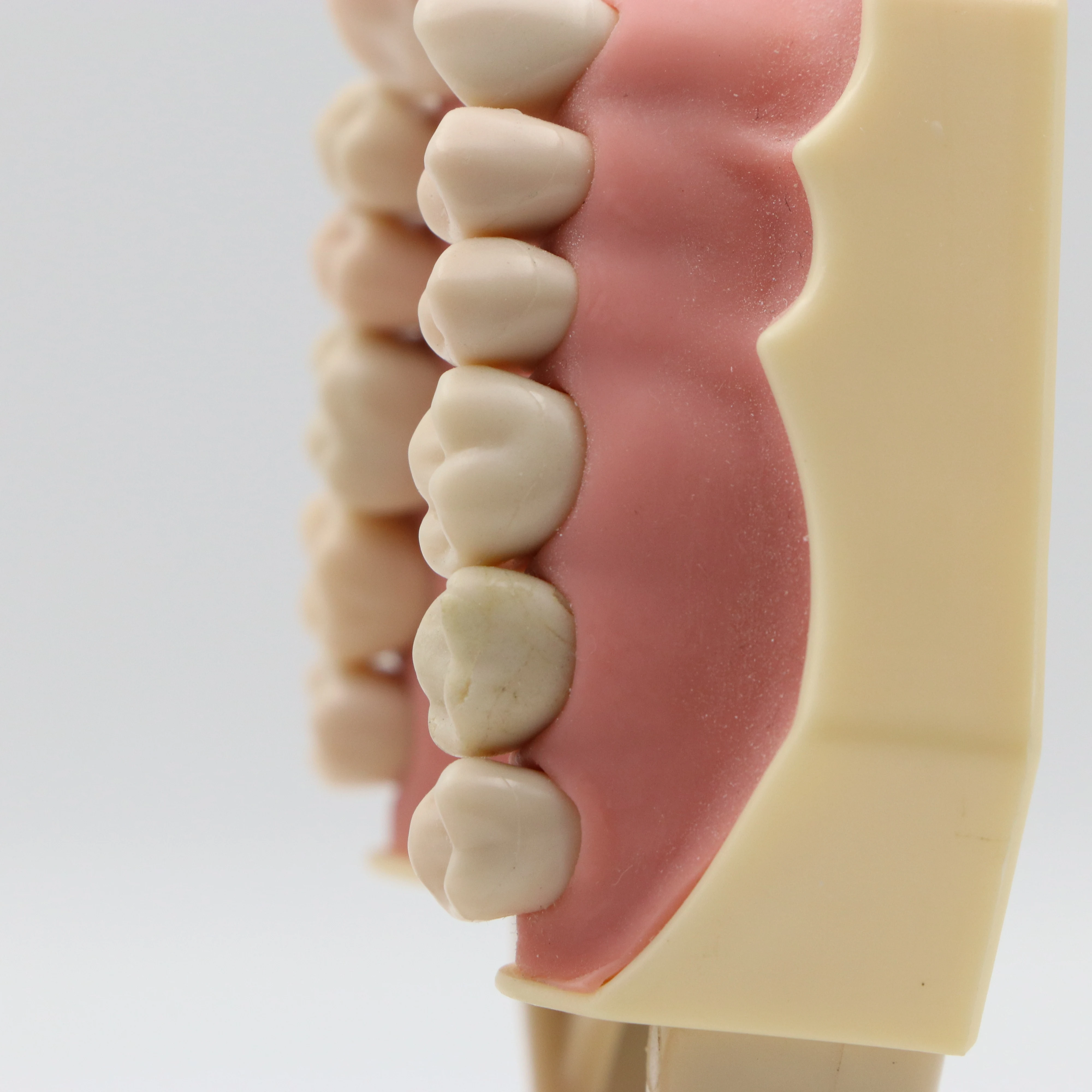 Параметры 32 шт. зубных щеток и зубов Типа SF для обучения стоматологии