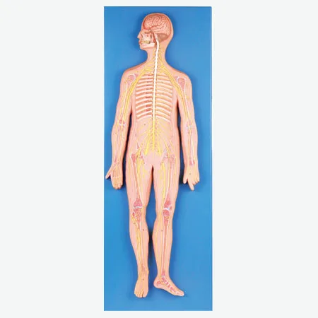 

Anatomical Human Nervous System,Anatomy model of Human Nervous system