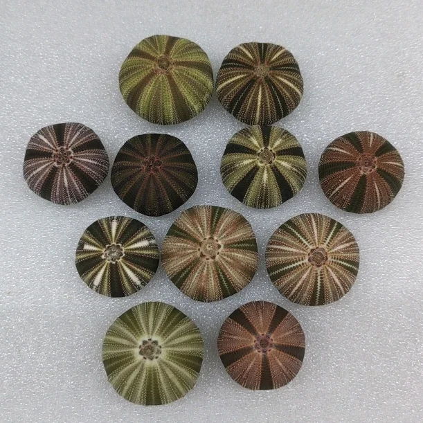 Натуральный морской урчин Пляжная ракушка раковина креативная ручная работа