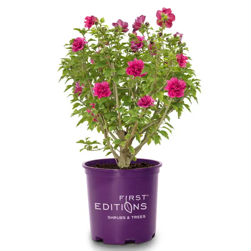 

2 Gallon Hibiscus, Red Cabaret