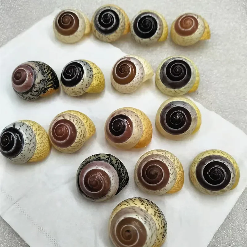 Натуральная редкая морская улитка морула мусва коллекция образцов улитки