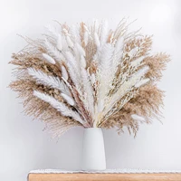 80pcs dried pampas grass premium dry bouquet with naturally pampa for boho home decor wedding decoration diy small reed plants