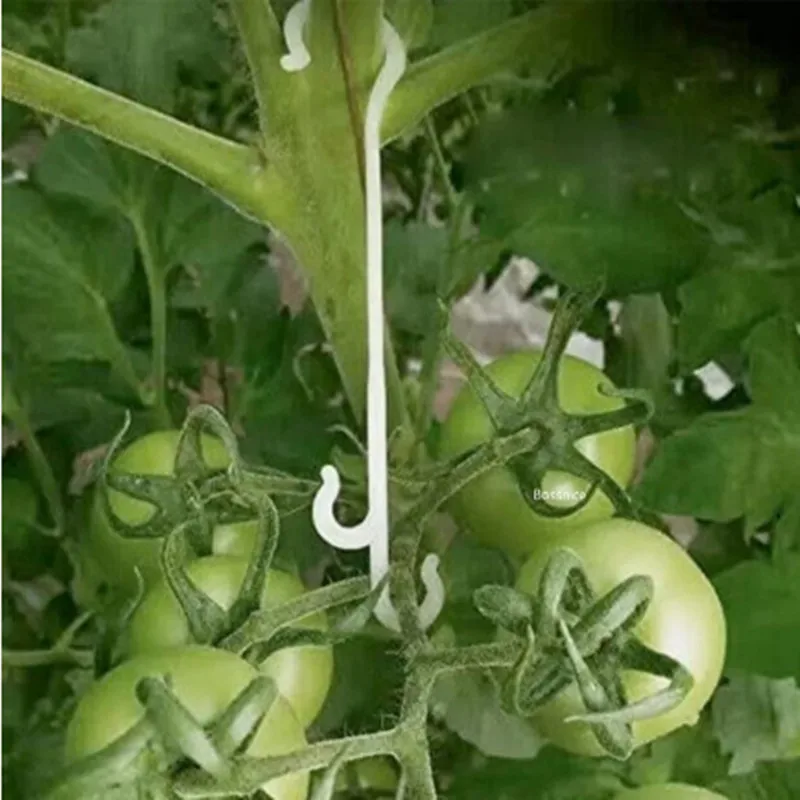 

9.5/13/16CM Tomato Support J Hooks Plant Support Vegetable Clips To Prevent Tomatoes Fruit Cluster From Pinching or Falling Off