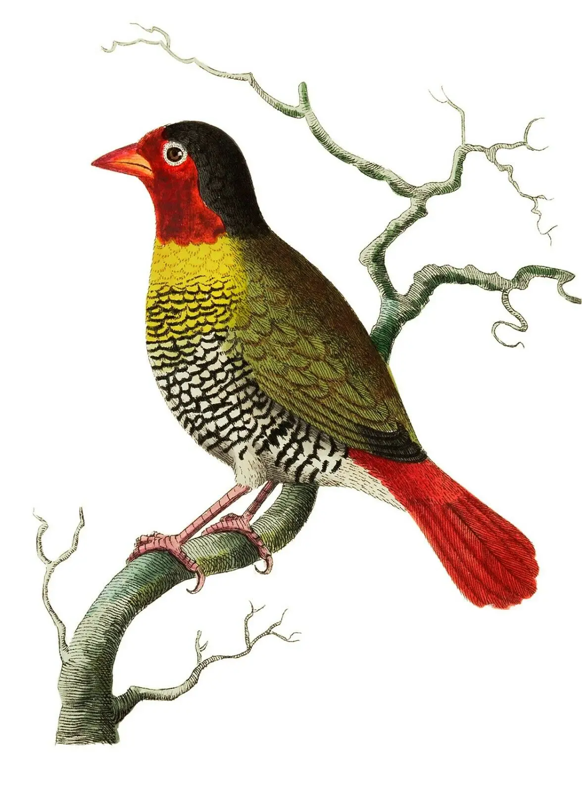 Разноцветный винтажный Шелковый постер с изображением птиц домашний Настенный