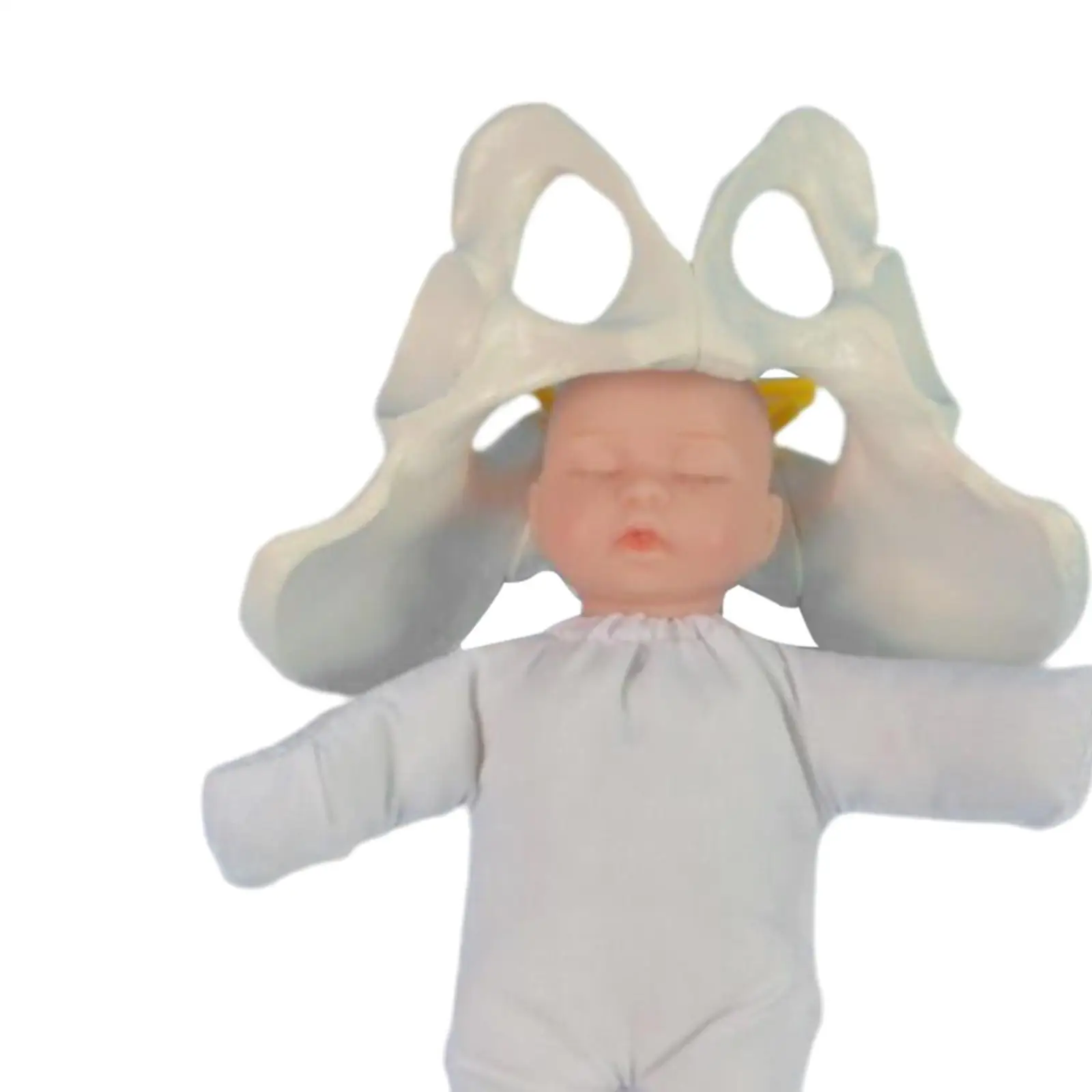 

Human Female Pelvis Model with Baby Model for Student Teaching Display Study