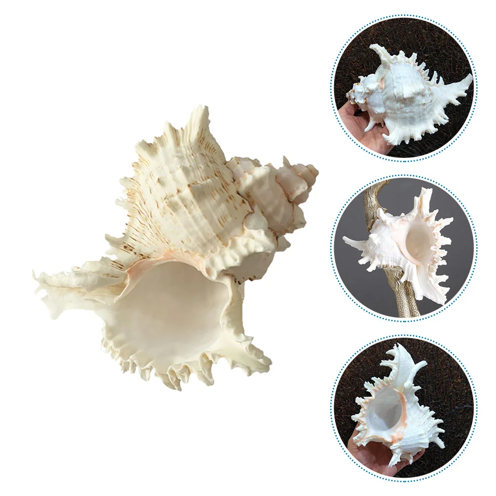 

Natural Conch Aquarium Decor Shell Fish Tank Accessories Seal Snail Decoration Landscaping